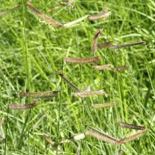 Image result for Vigna gracilis