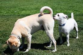 Почему собаки нюхают между ног у людей? Эксперты назвали вескую причину -  Telegraf.news