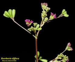Image result for Boerhavia diffusa