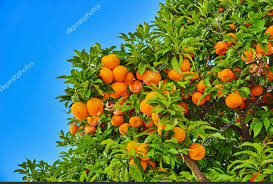 Pé de Laranja | Fruit, Apricot