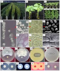 Min deposit $5 and 1x settled bet requirement to release bet credits. Frontiers Chronicle Of A Soil Bacterium Paenibacillus Polymyxa E681 As A Tiny Guardian Of Plant And Human Health Microbiology