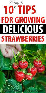 10 Simple Strawberry Growing Tips For Your Backyard Garden Backyard Garden Growing Simple St Growing Strawberries Strawberry Plants Ideas Strawberry Plants