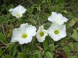 Image result for Ipomoea stolonifera