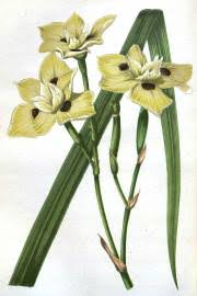 Image result for Dietes flavida