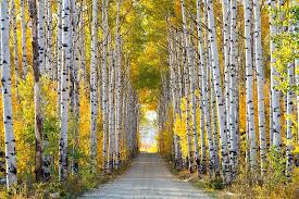 Found amidst clusters of honey mesquite, red cedar, and western juniper trees, the aspen tree is tall, with round, green leaves. Pin On Alison Brady