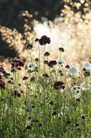 Scabiosa Happy Is The Man Who Can With Vigorous Wing Mount To Those Luminous Serene Fields The Man Whose Thoughts Wild Flowers Amazing Flowers Flower Seeds