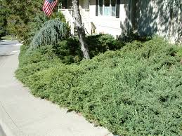 Image result for Juniperus