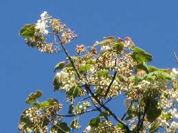 Image result for Dombeya torrida