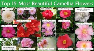 Top 15 Most Beautiful Camellia Flowers Most Beautiful Flowers Camellia Flower Flowers