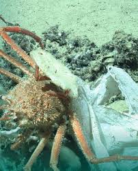 Marine Anthropogenic Litter