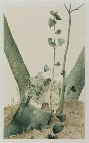 Image result for Commicarpus pedunculosus