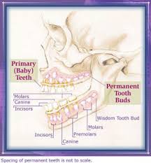 is this image about child teeth development accurate