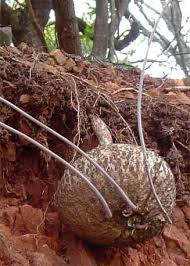 Image result for Adenia digitata