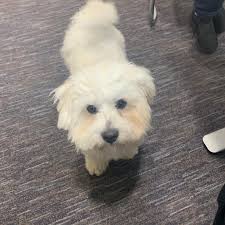 Northamptonshire Pet House Sitting Service