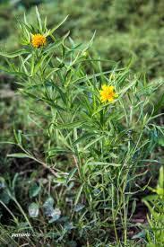 Image result for Pascalia glauca