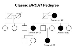 Figure Figure 1 Brca1 Pedigree This Pdq Cancer