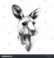 Funny Cute Baby Kangaroo Head Sketch Vector Graphics Black And White Drawing Ez Canvas Kangaroo Art Kangaroo Drawing Drawings