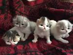 Exotic Shorthair Cats and Kittens for sale at ZIAKATZ
