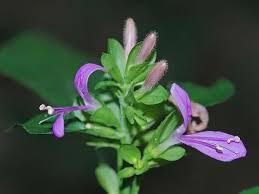 Image result for Dicliptera carvalhoi