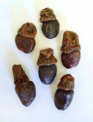 Image result for Anacardium