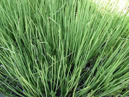 Image result for Triglochin striata