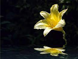 Pin On Flowers Wallpaper