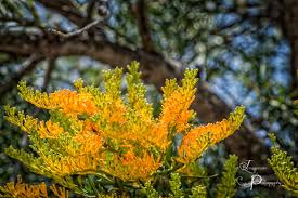 Image result for Rytigynia sp. F