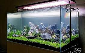 26 Model Aquarium Ikan Hias Minimalis Terbaru 2020 Dekor Rumah In 2021 Aquarium Ikan Aquarium Aquascaping