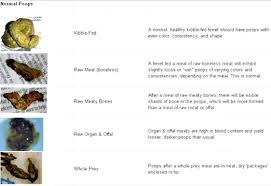 Chinchilla or shaded silver = black shaded or shell cameo = red shaded or shell tortoiseshell = tortoiseshell. Ferret Poop