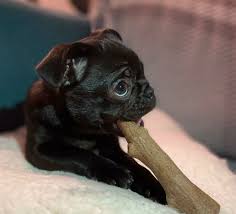 The important thing is that you know where to look for these. The Frug A Pug French Bulldog Mix Breed Weird World