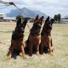 Zug K9 Belhar Home Facebook