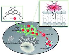 What would happen if you didn't have these cell organelles ? A Luminescent Aluminium Salen Complex Allows For Monitoring Dynamic Vesicle Trafficking From The Golgi Apparatus To Lysosomes In Living Cells Chemical Science Rsc Publishing