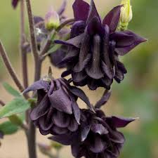 6.1 to 6.8 (mildly acidic) bloom time: Aquilegia Vulgaris Tower Dark Blue Perennial Resource