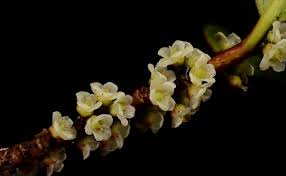 Image result for Pentaphylacaceae