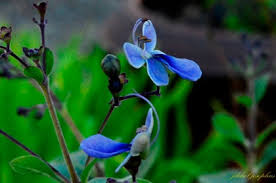 Image result for Rotheca luembensis