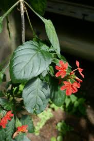 Image result for Crossandra puberula