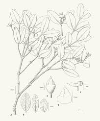 Image result for Lijndenia sp. cf barteri