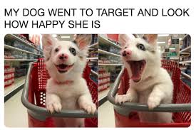 You just let all these hkish pps people in reebok sse without smelling their asses? 28 Funniest Dog Memes Best Viral Dog Jokes And Pictures