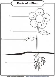 Unscramble the words and write the correct months and days. 30 Label Plant Parts Labels For Your Ideas