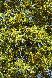 Image result for Justicia petiolaris