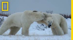 Let's study in detail how much does a polar bear weigh in the wild. Polar Bear Vs Siberian Tiger Fight Who Will Win Animal Hype