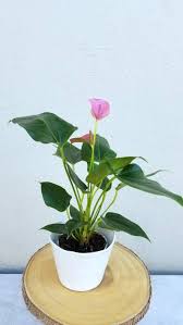We did not find results for: Best Indoor Flower Plants For Beginners Popsugar Home Uk