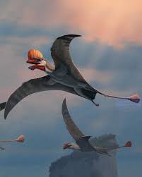 Image result for Pteris preussii