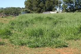 Image result for Urochloa eminii