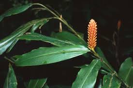 Image result for Renealmia