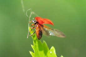 Image result for Sericanthe chimanimaniensis