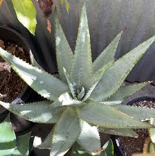 Image result for Aloe marlothii