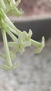 Image result for Cestrum nocturnum