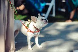 While john mulaney is great, his dog petunia is arguably the bigger celebrity. John Mulaney Annamarie Tendler S Catskill Mountain Wedding John Mulaney Wedding Pets Catskill Mountains