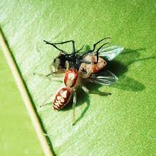 So any nip they give you won't actually hurt, nor will it be. Jumping Spider Eats Fly In Pakistan What S That Bug